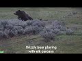 insane Yellowstone grizzly bear encounter!