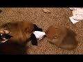 Pomeranian puppies play tug of war. Single sock solutions