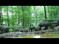 Fotopasca Tetrao S308, Poloniny. Zubor,(European bison), mačka divá, diviak, jeleň,Волк.#zubor#bison