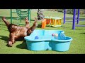 Orang-utan.mp4