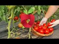 Simple ways to tie tomatoes