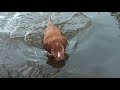 6 Week Old Toller Pups learning to swim.