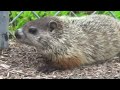 baby ground hog