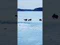 Small dogs racing on a frozen lake #shorts