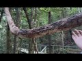 Scenic world/cableway adventure/dinosaurs valley blue mountains NSW / part 2