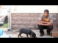 Aggressive Rottweiler Puppy