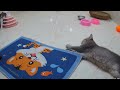 CLASSIC Dog and Cat Videos😜1 HOURS of FUNNY Clips😹🐕