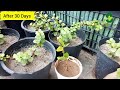 Unlocking the vinca secret | Growing vinca from cuttings | Periwinkle from cuttings | Shoaib Garden