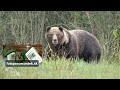 GOLEM - Jeden z najväčších medveďov Západných Tatier
