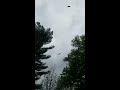 Hawk vs Crow