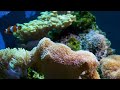 Aquarium 4K VIDEO (ULTRA HD) 🐠 Beautiful Coral Reef Fish - Relaxing Sleep Meditation Music #104