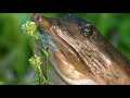 Breathtaking insights into the amazing ecosystem of the Everglades National Park | Full Documentary