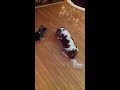 Cavalier vs yorkie vs kitty