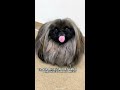 Pekingese 🐶 One Of The Laziest Dog Breeds In The World #shorts