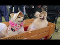 dog vlog Japanese dog events