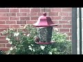 Hungry House Finch 1