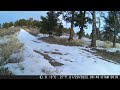 Mountain Lion Walking up the road from our driveway January 29 2022.