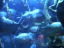 Korea's Coex Aquarium
