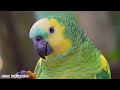 Amazon Animals In 8K ULTRA HD | Wild Animals of Rainforest