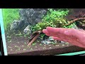 How to plant and grow Micranthemum Monte Carlo in your planted aquarium,Let`s try carpeting plants!