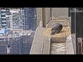 New peregrine falcon takes a meal and nurses egg atop Melbourne skyscraper