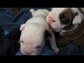 Bulldog puppies walking