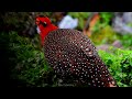 Tragopans, The Horny Pheasants On The Verge Of Extinction