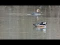 Birdwatching: Hooded Mergansers. 2 Beautiful Ducks