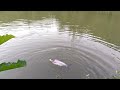 Top videos about interesting new fish catching techniques that catch all the big fish