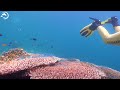 Top 50 Most Beautiful Marine Animals 🐋- Coral Reefs and Colorful Sea Life - Relaxing Music