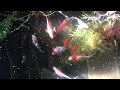 Sunny koi ; comets - shubunkins ,goldfish - and hybrids