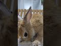 #うさぎ#rabbit#食糞