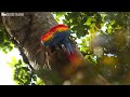 Beautiful bird sounds | Bird colors | Breathtaking nature | Air reduces stress & heals