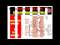 Anterior Abdominal Wall: Structure & Layers, Dr Adel Bondok Making Anatomy Easy