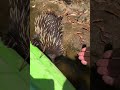 The day I learned echidnas could swim..