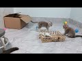 Trending Funny Animals 2024🤣Funniest Dogs and Cats😻Part 8