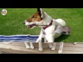 Fox Terrier Smooth