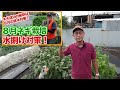Types of pests of green onions and tips for countermeasures taught by Japanese farmers !
