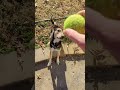 Vin the blind dog learning to play fetch