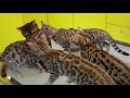 How to Feed a Bengal Cat