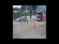 😹🙀 Best Cats Videos 😹😂 Best Funny Animals 2024 #16