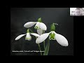 Snowdrops for Beginners - Michael Myers