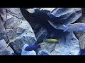 Amazing African cichlids 😎😎