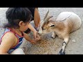 Ollie feeds goats 7/24/16 (2)