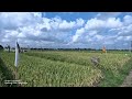 Rice field atmosphere with Traditional Balinese Rindik music