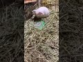 Holland lop rabbit playing