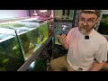 Caridina Care, Breeding, Baby Shrimp, Water Changes, Tips and Secrets Revealed.