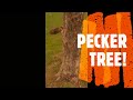 It's The Pecker Tree!