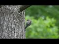 20240718 Juvenile Yellow-bellied Sapsucker, Pleasant Valley Wildlife Sanctuary, Lenox, MA