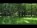Peaceful & Relaxing Forest Nature Sounds | Background Instrumental | Piano Hymns Worship ASMR